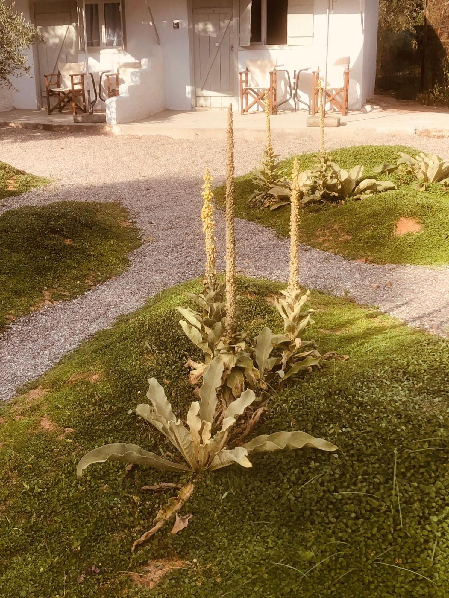 Barreira Beachfront Rooms 6 カラマタ エクステリア 写真